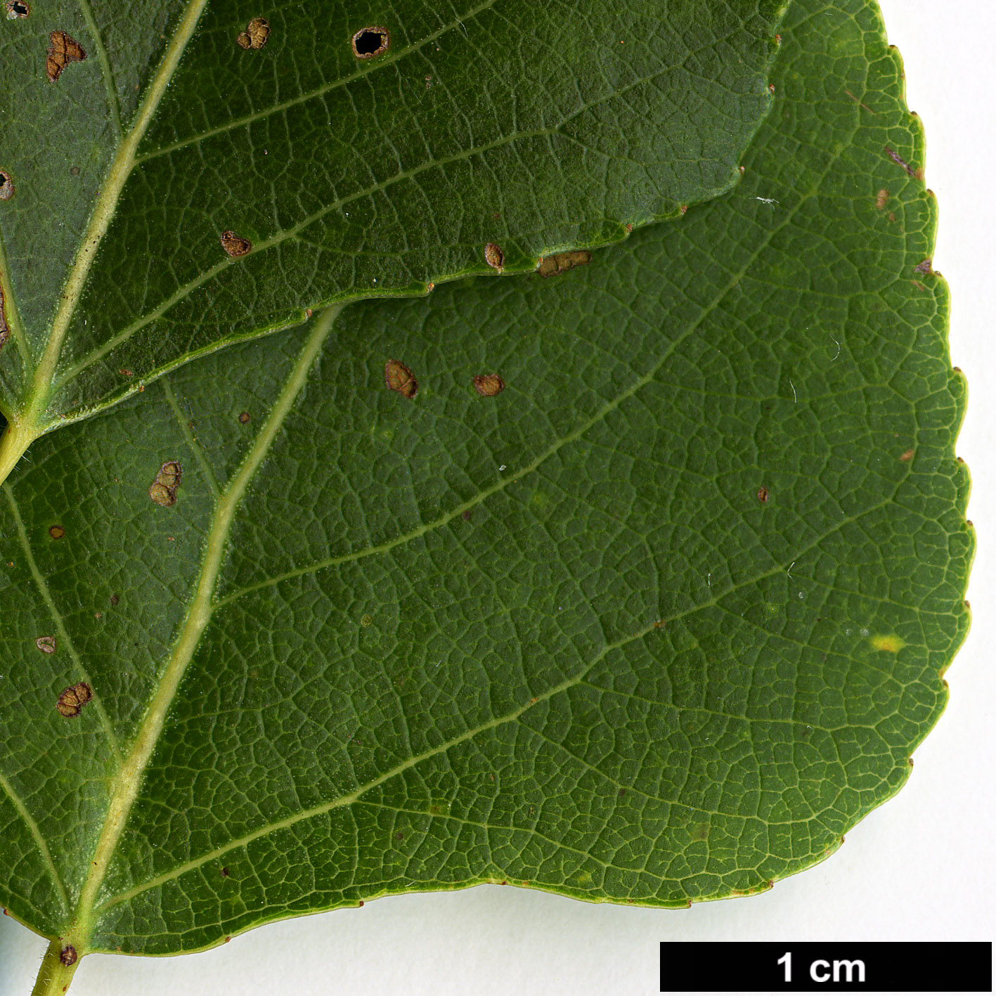 High resolution image: Family: Salicaceae - Genus: Populus - Taxon: nigra - SpeciesSub: subsp. betulifolia